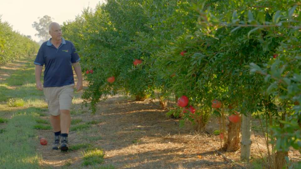 Integrity Fruit - Greater Shepparton Great Thing Happen Here